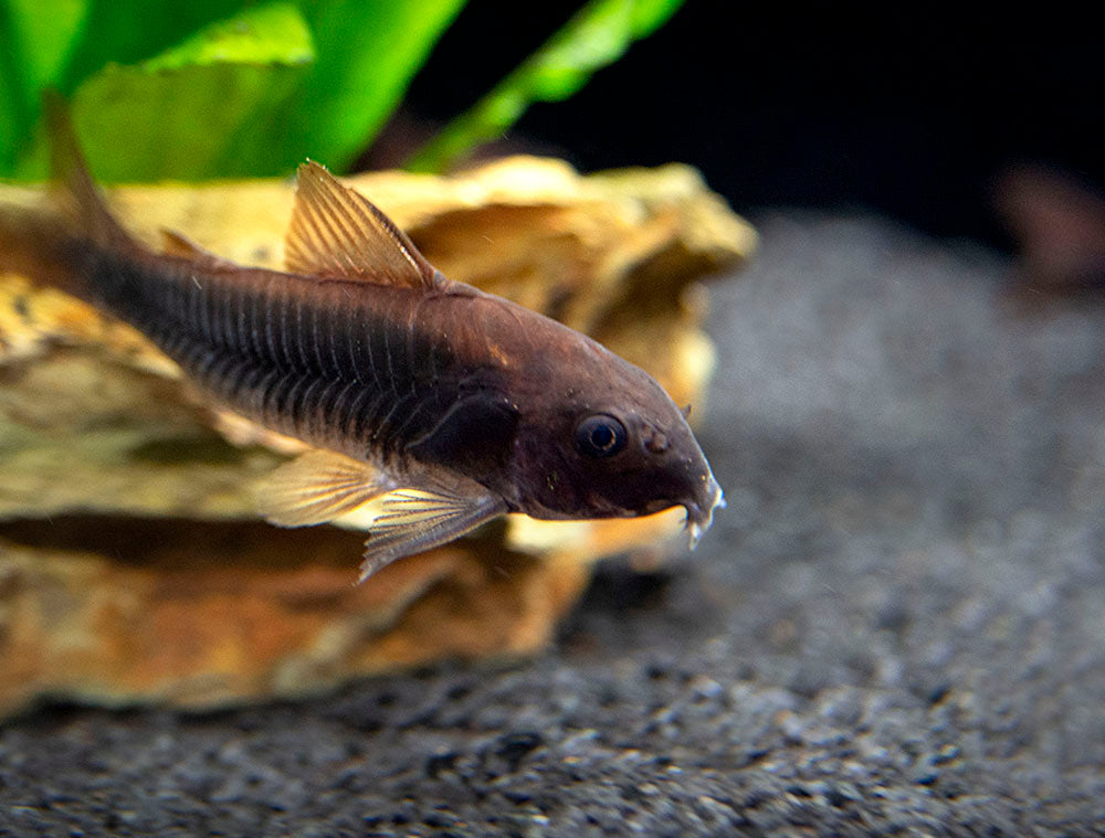 Black Venezuela Cory Catfish (Corydoras schultzei), Tank-Bred