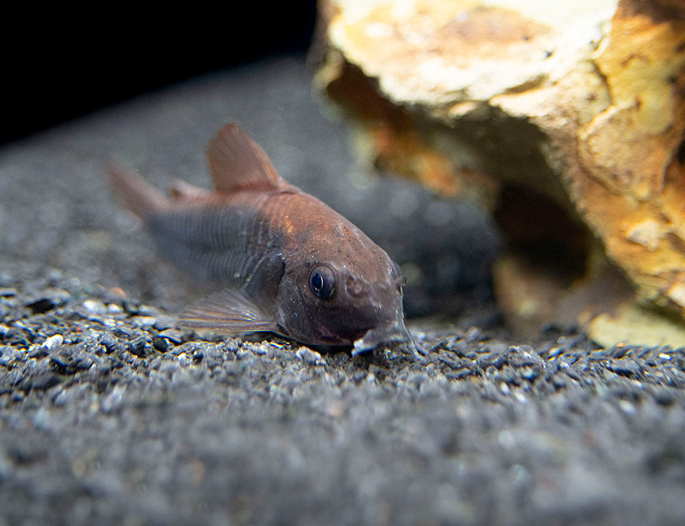 Black Venezuela Cory Catfish (Corydoras schultzei), Tank-Bred