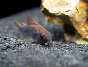 Black Venezuela Cory Catfish (Corydoras schultzei), Tank-Bred