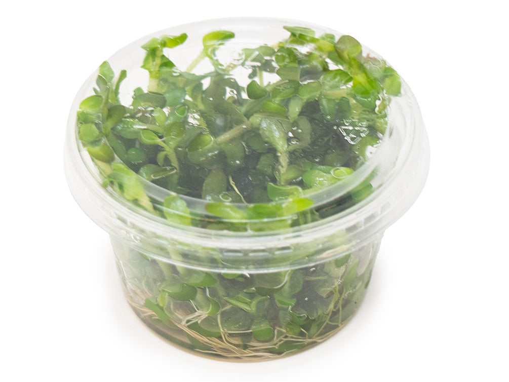 Mint AKA Lemon Bacopa (Bacopa caroliniana) Tissue Culture