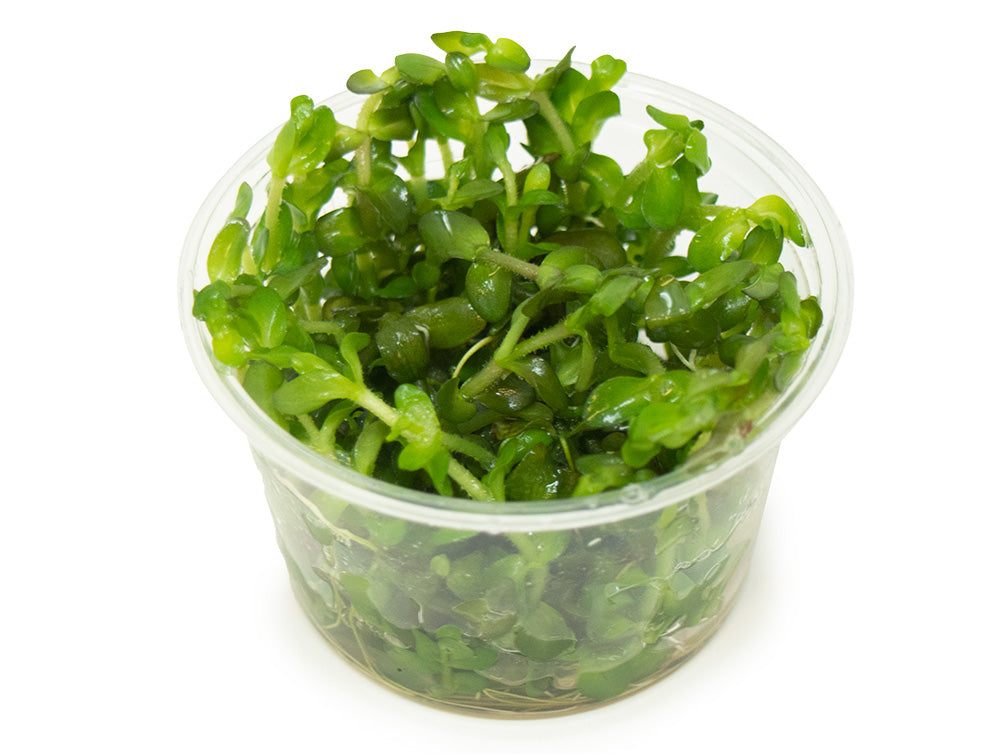 Mint AKA Lemon Bacopa (Bacopa caroliniana) Tissue Culture