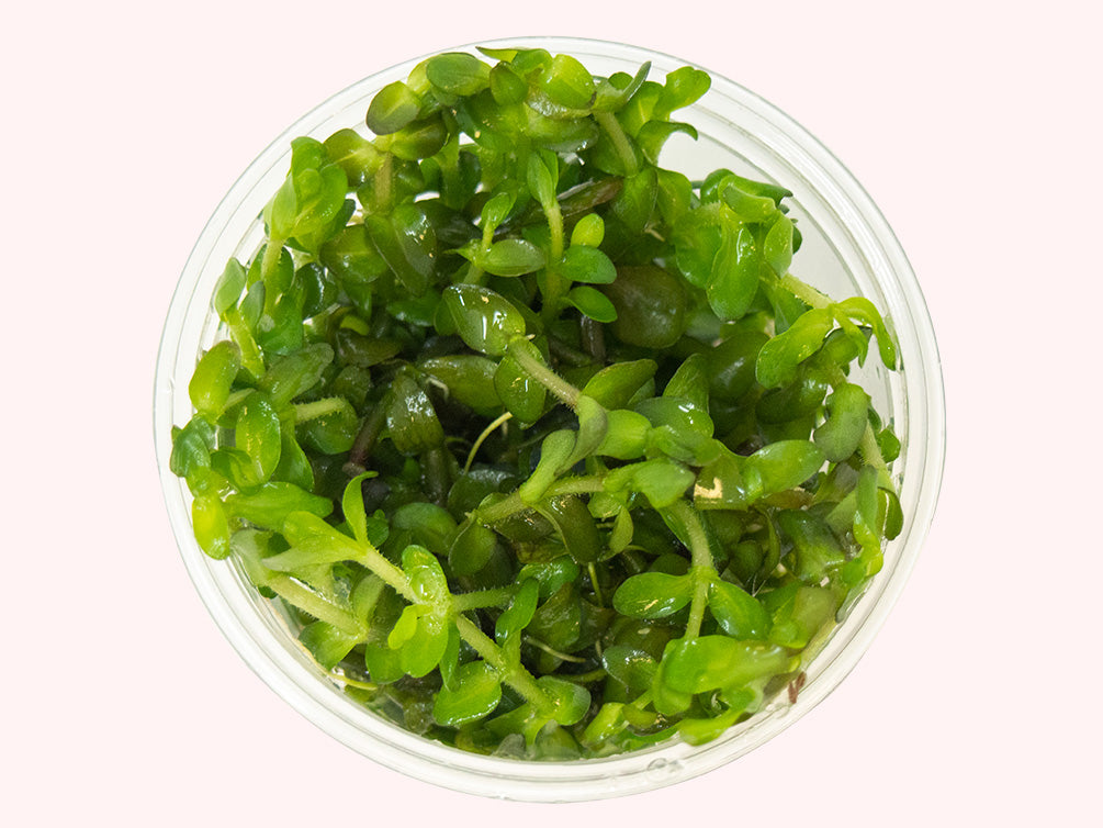 Mint AKA Lemon Bacopa (Bacopa caroliniana) Tissue Culture