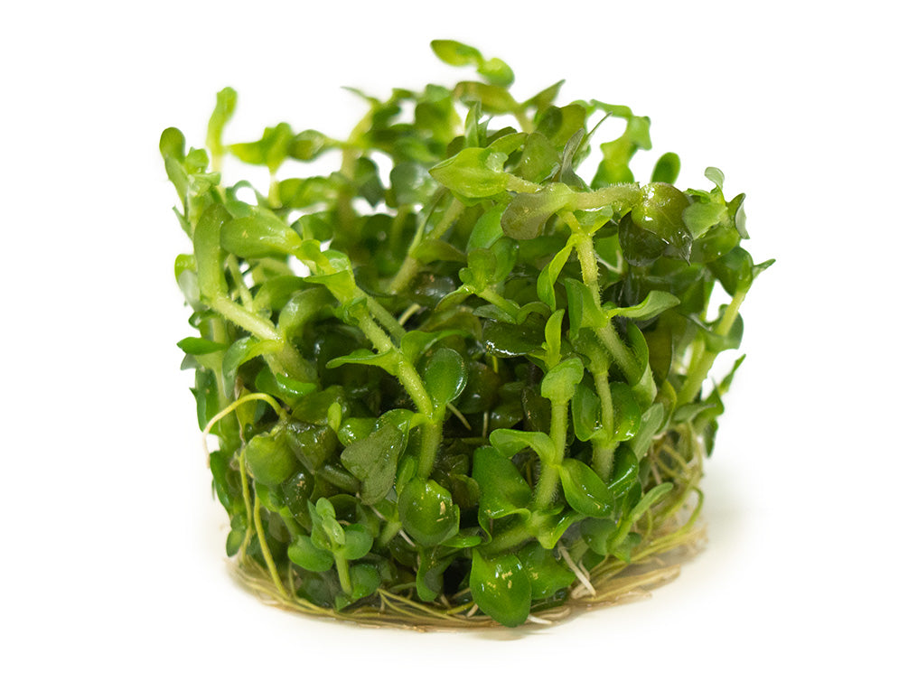 Mint AKA Lemon Bacopa (Bacopa caroliniana) Tissue Culture