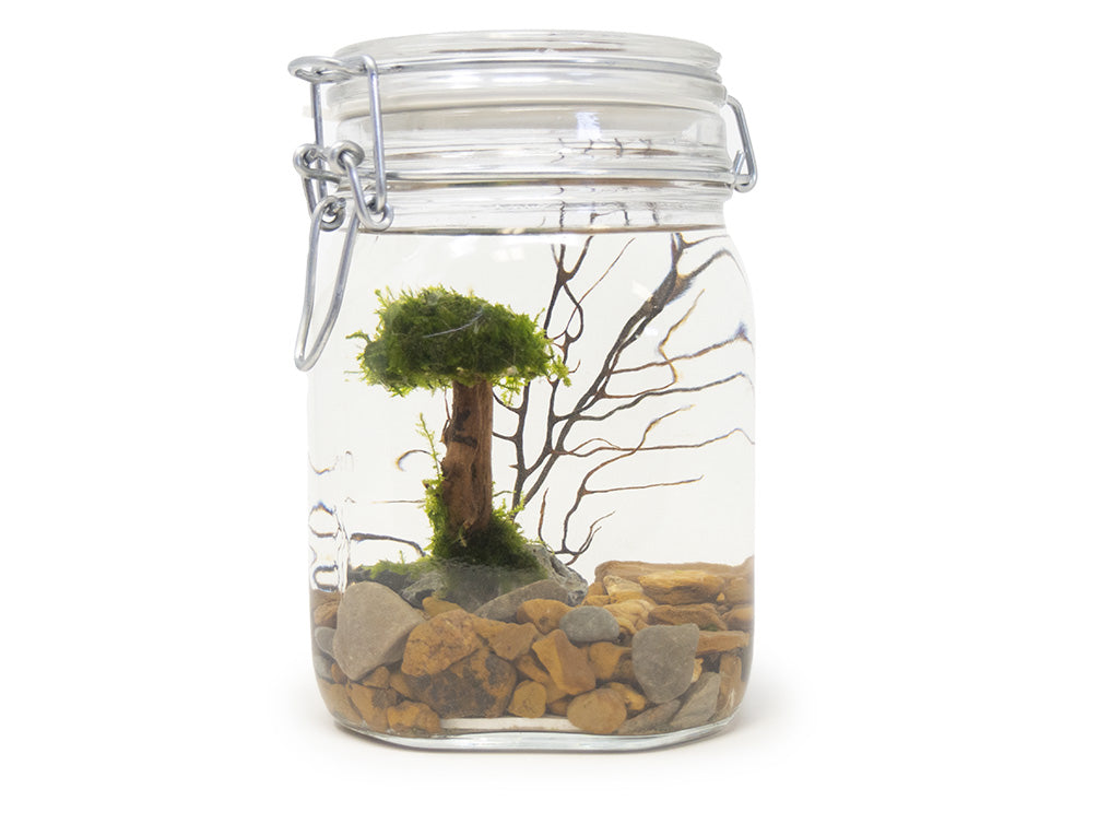 Choosing the right fish for your aquatic terrarium