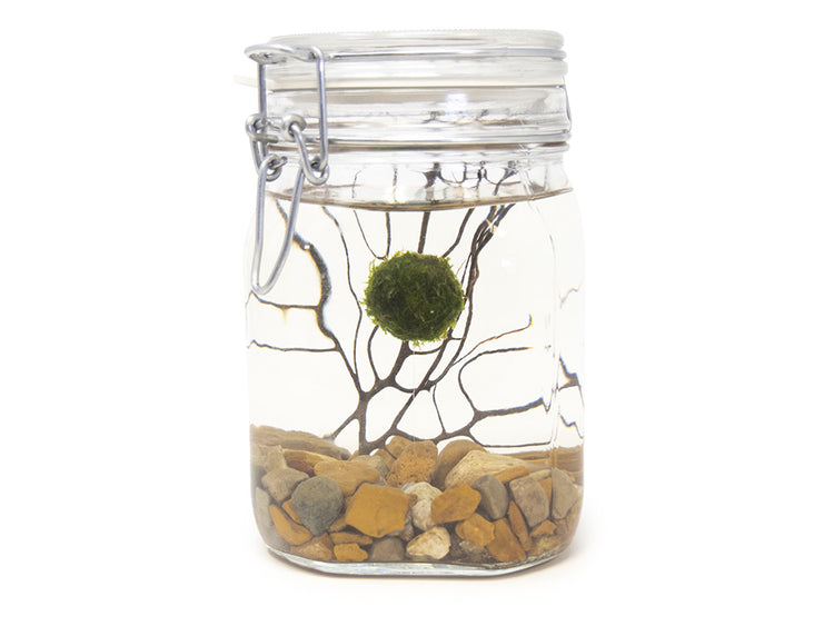 desktop terrarium kit 