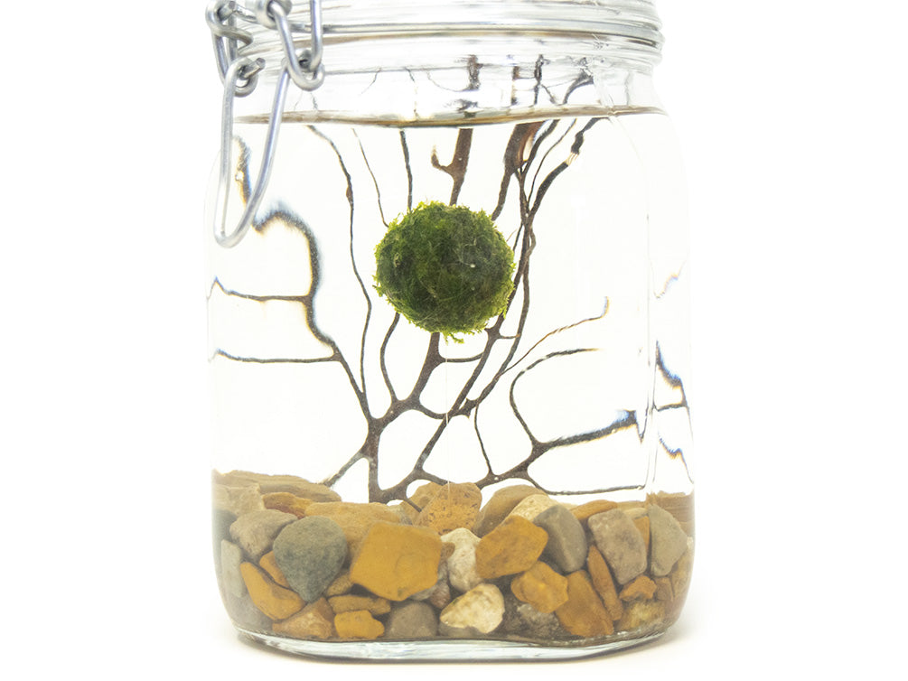 desktop plant terrarium