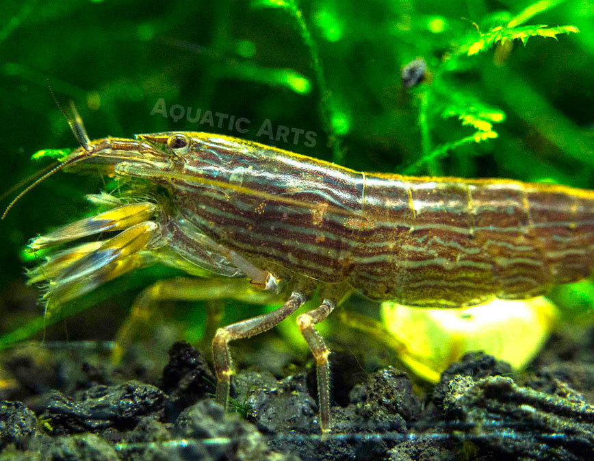 LARGE Bamboo Shrimp (Atyopsis spinipes) aka Singapore Flower Shrimp