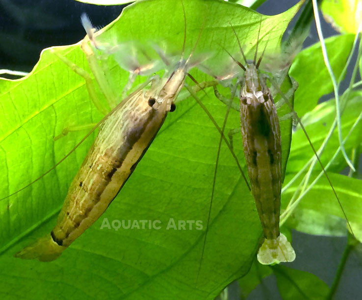 LARGE Bamboo Shrimp (Atyopsis spinipes) aka Singapore Flower Shrimp