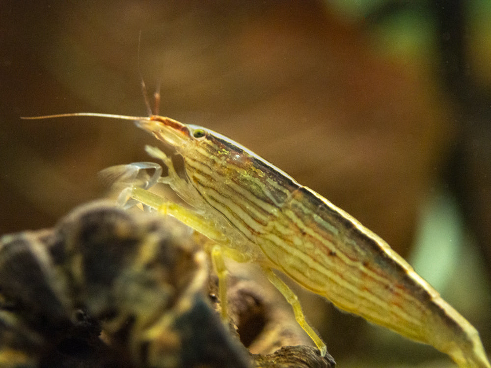 LARGE Bamboo Shrimp (Atyopsis spinipes) aka Singapore Flower Shrimp