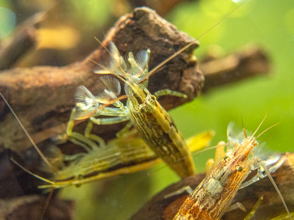 LARGE Bamboo Shrimp (Atyopsis spinipes) aka Singapore Flower Shrimp