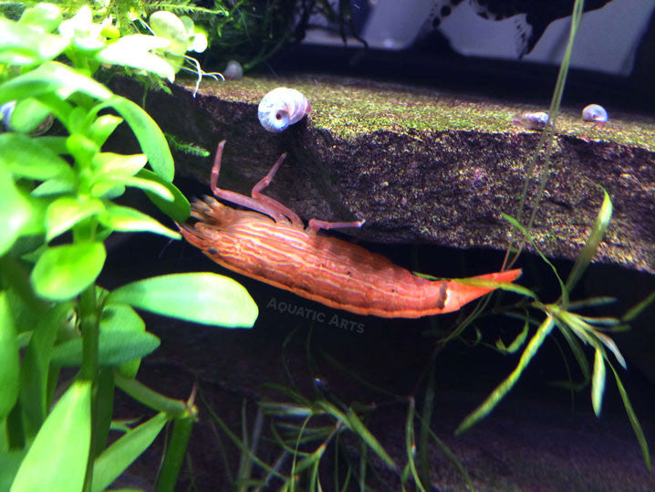 LARGE Bamboo Shrimp (Atyopsis spinipes) aka Singapore Flower Shrimp