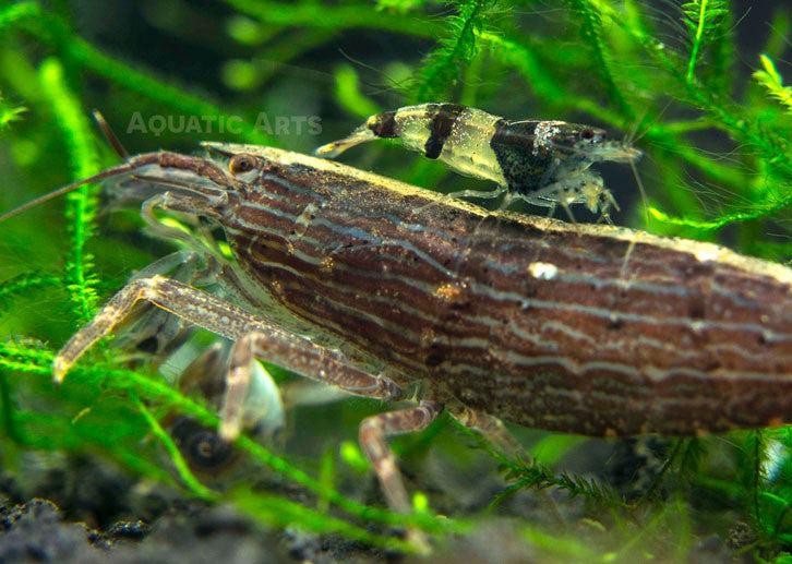 LARGE Bamboo Shrimp (Atyopsis spinipes) aka Singapore Flower Shrimp