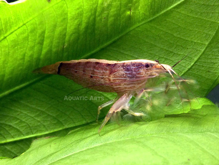 LARGE Bamboo Shrimp (Atyopsis spinipes) aka Singapore Flower Shrimp