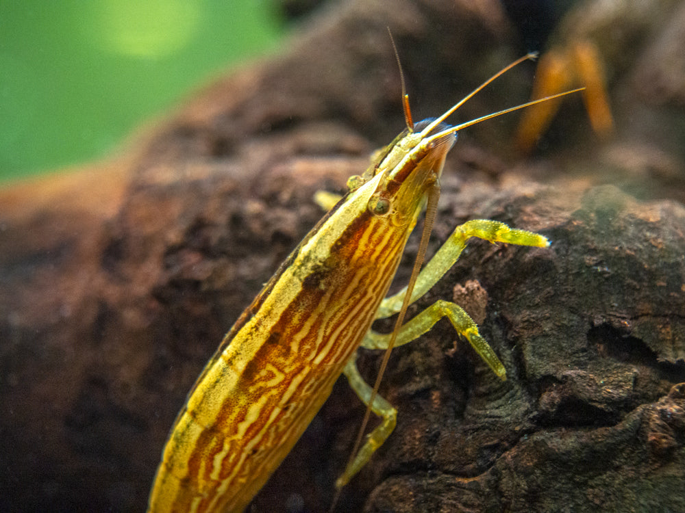 LARGE Bamboo Shrimp (Atyopsis spinipes) aka Singapore Flower Shrimp