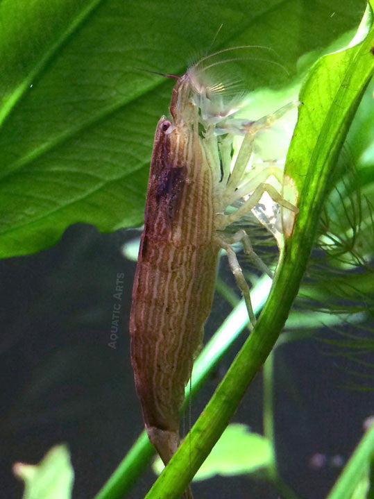 LARGE Bamboo Shrimp (Atyopsis spinipes) aka Singapore Flower Shrimp