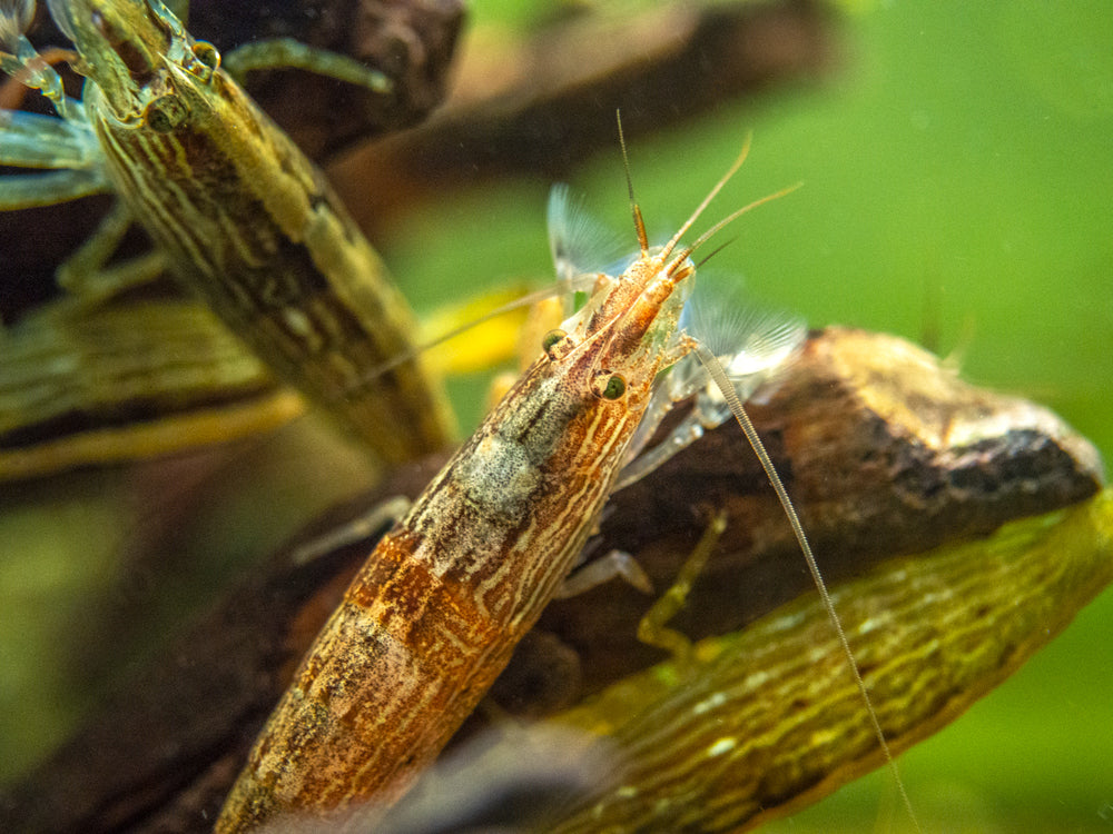 LARGE Bamboo Shrimp (Atyopsis spinipes) aka Singapore Flower Shrimp