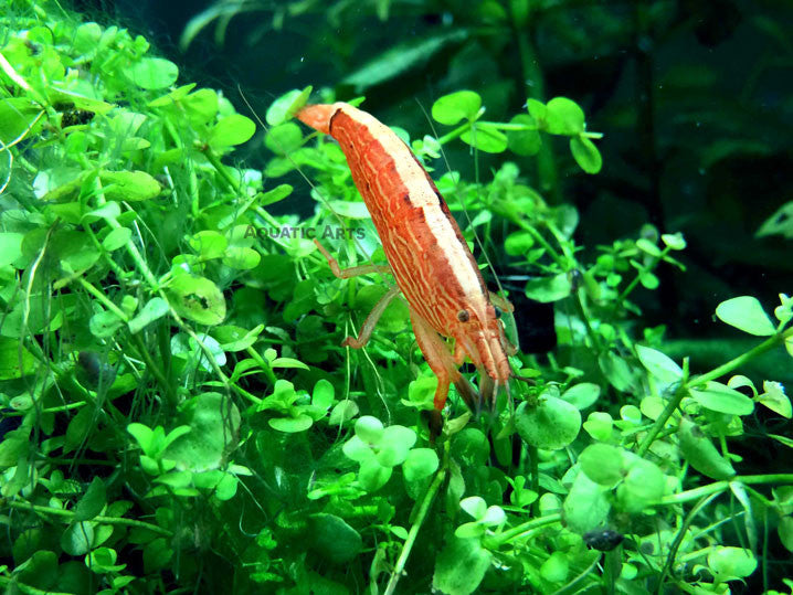 LARGE Bamboo Shrimp (Atyopsis spinipes) aka Singapore Flower Shrimp