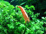 LARGE Bamboo Shrimp (Atyopsis spinipes) aka Singapore Flower Shrimp