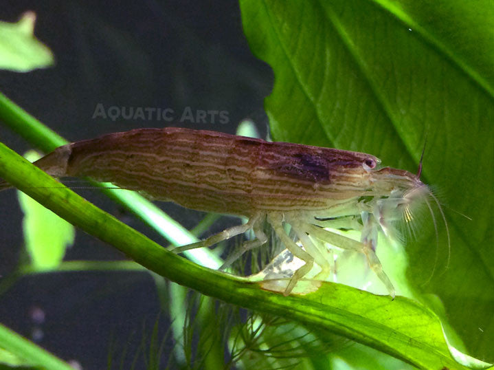 LARGE Bamboo Shrimp (Atyopsis spinipes) aka Singapore Flower Shrimp