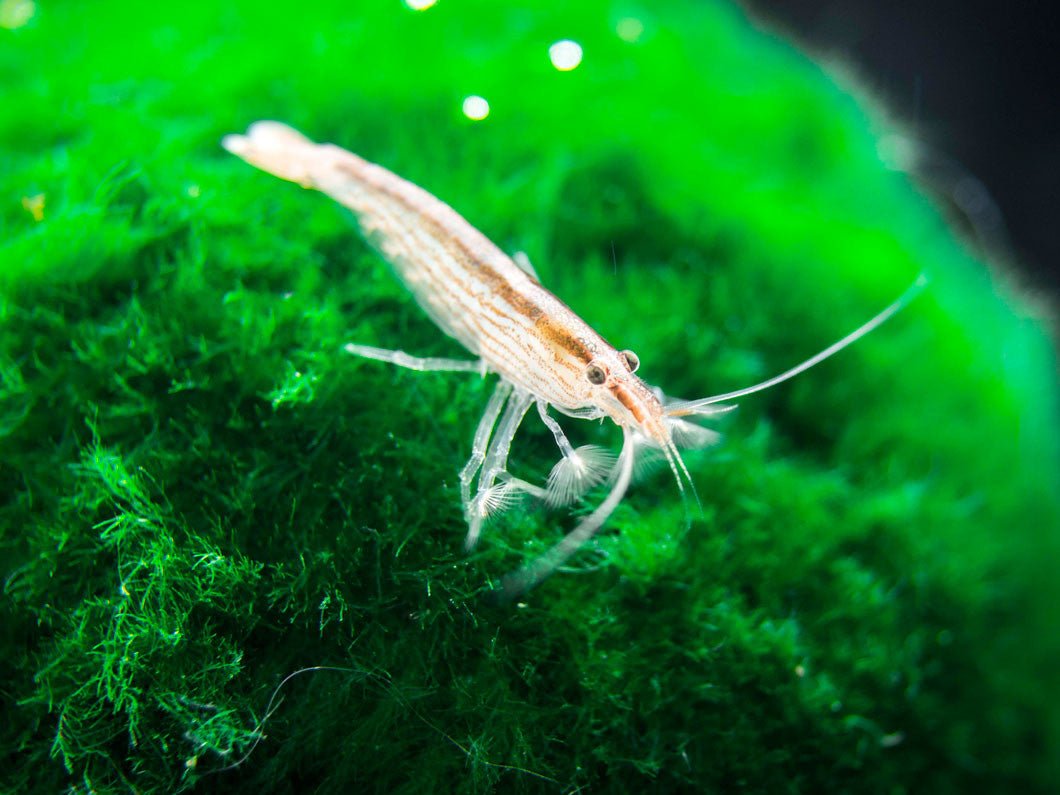 Small Bamboo Shrimp (Atyopsis spinipes) - Aquatic Arts