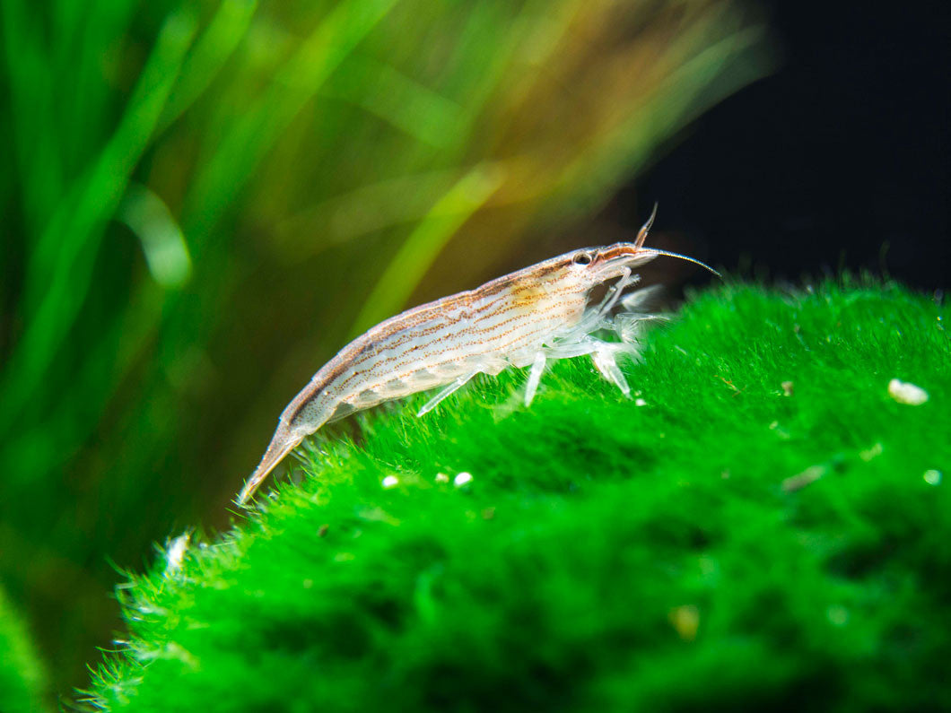 SMALL Bamboo Shrimp (Atyopsis spinipes) aka Singapore Flower Shrimp