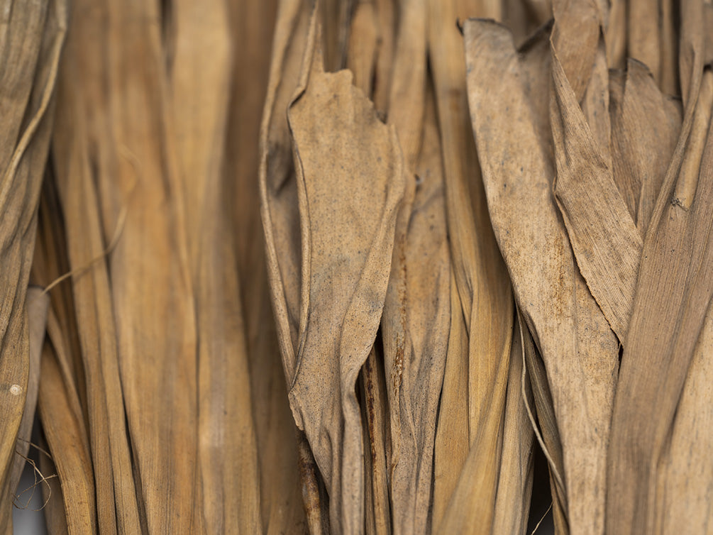 banana leaves blackwater aquarium 