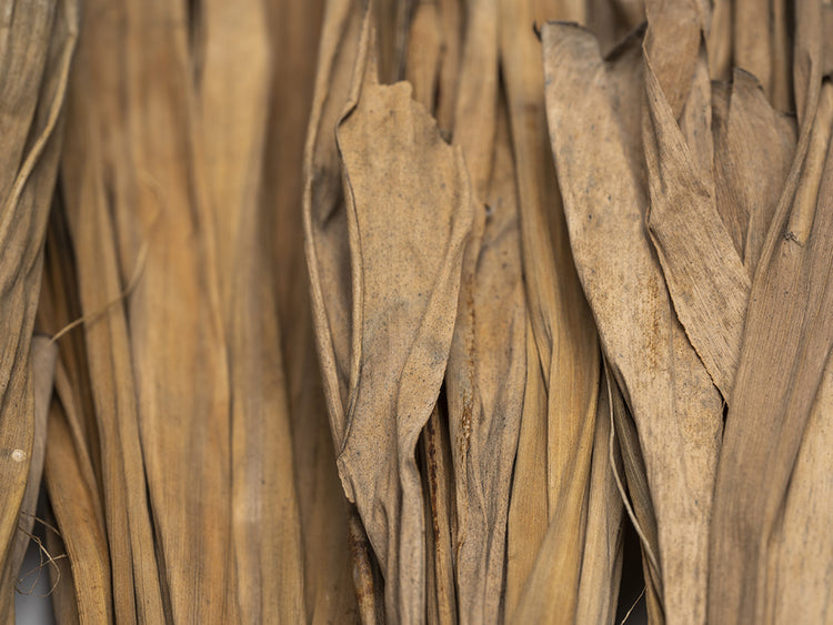 banana leaves blackwater aquarium 