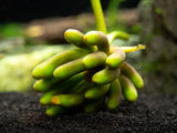 Banana Plant (Nymphoides aquatica) - 1 Plant