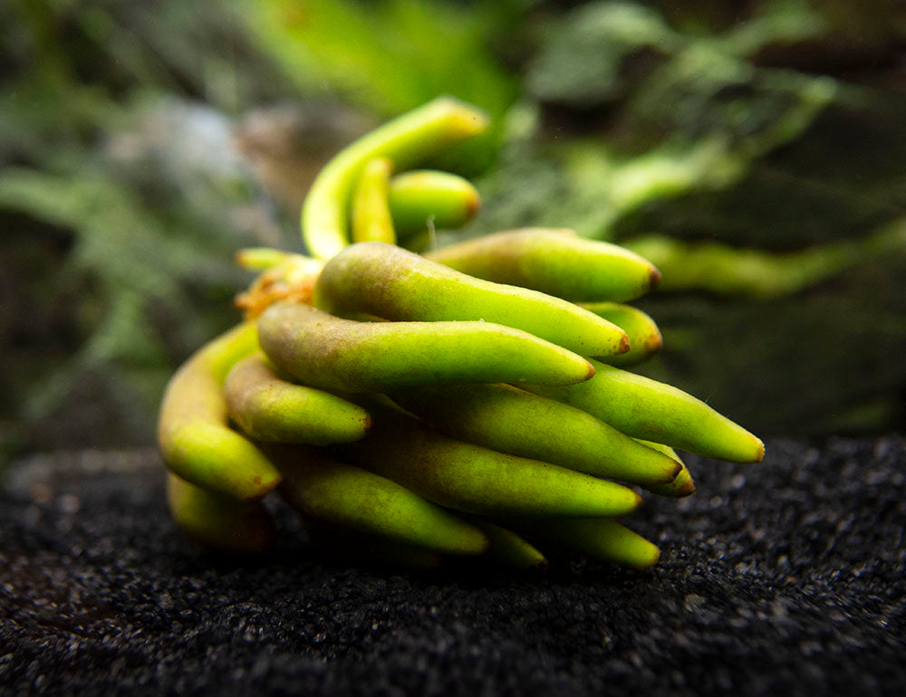 Banana Plant (Nymphoides aquatica) - 1 Plant