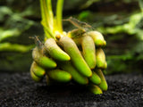 Banana Plant (Nymphoides aquatica) - 1 Plant