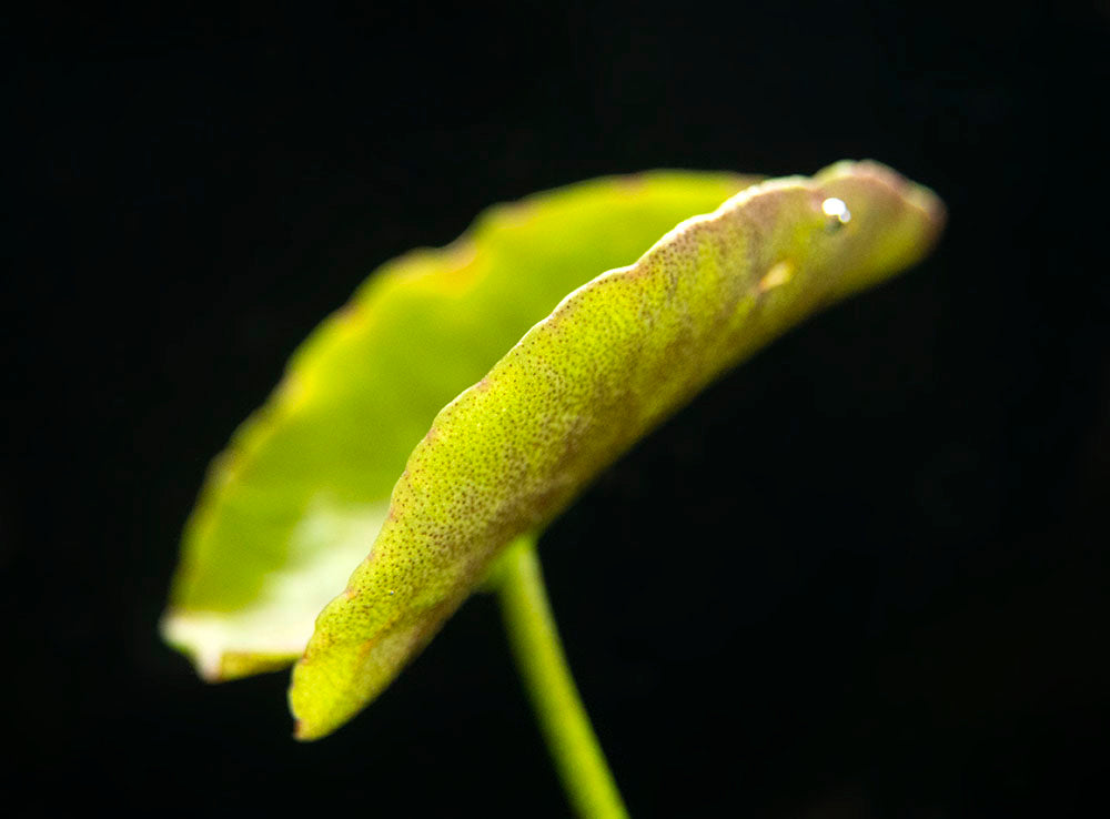 Banana Plant (Nymphoides aquatica) - 1 Plant