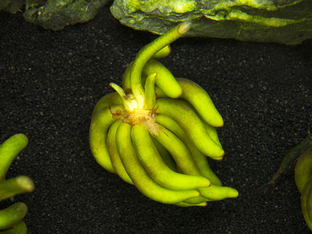 Banana Plant (Nymphoides aquatica) - 1 Plant