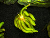 Banana Plant (Nymphoides aquatica) - 1 Plant