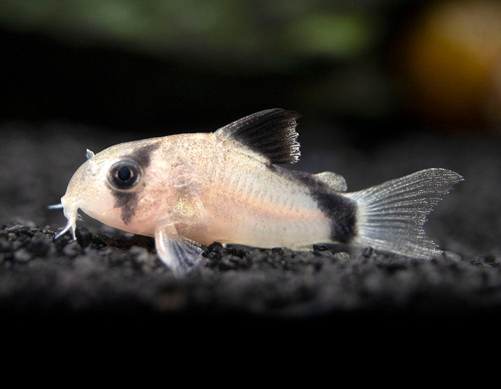 Bandit Cory Catfish (Corydoras metae), TANK-BRED!!!