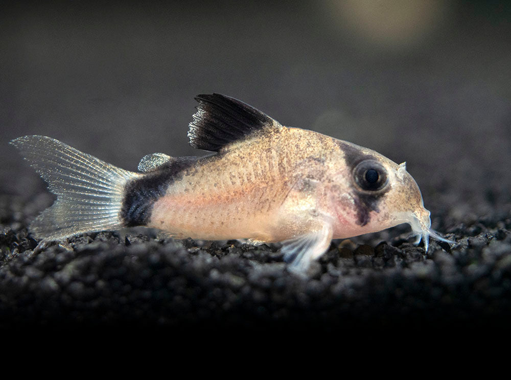 Bandit Cory Catfish (Corydoras metae) tank-bred locally bred juvenile showing its distinctive black bandit mask and dorsal stripe while resting on a sandy aquarium substrate