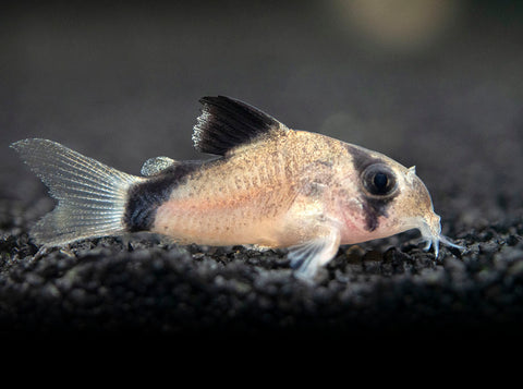 Sterba's Cory Catfish (Corydoras sterbai), Tank-Bred