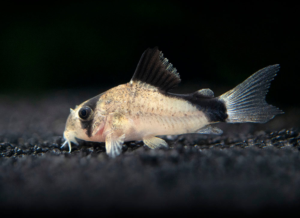 Bandit Cory Catfish (Corydoras metae), TANK-BRED!!!