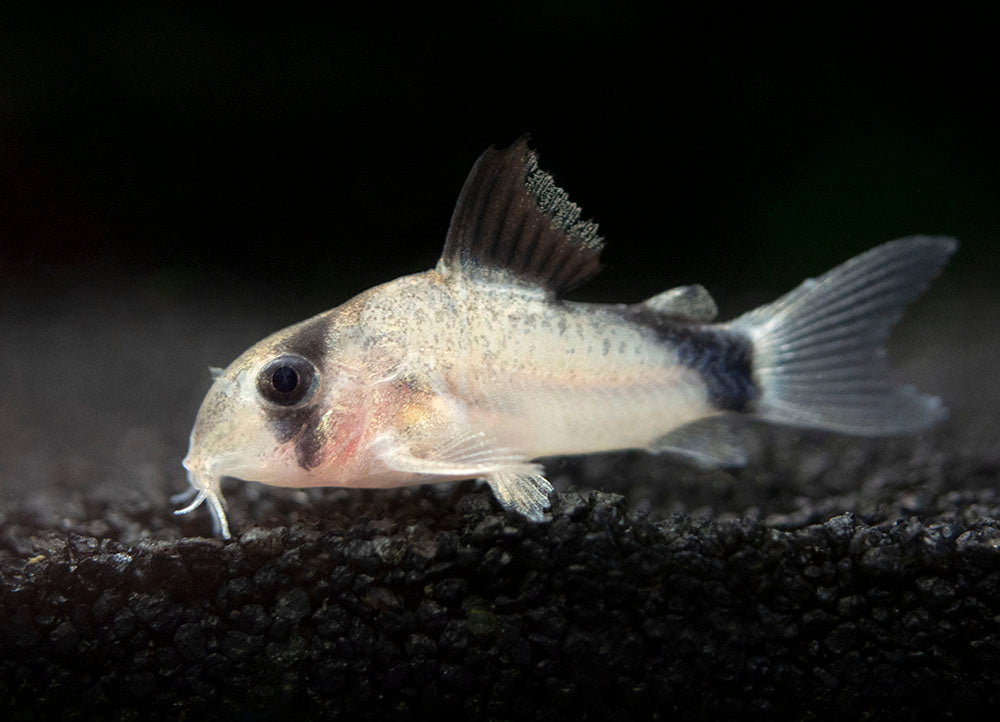 Bandit Cory Catfish (Corydoras metae), TANK-BRED!!!
