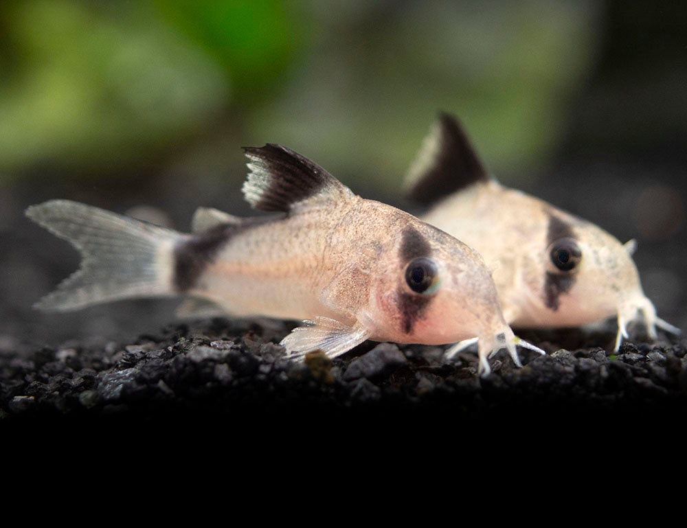 Bandit Cory Catfish (Corydoras metae), TANK-BRED!!!