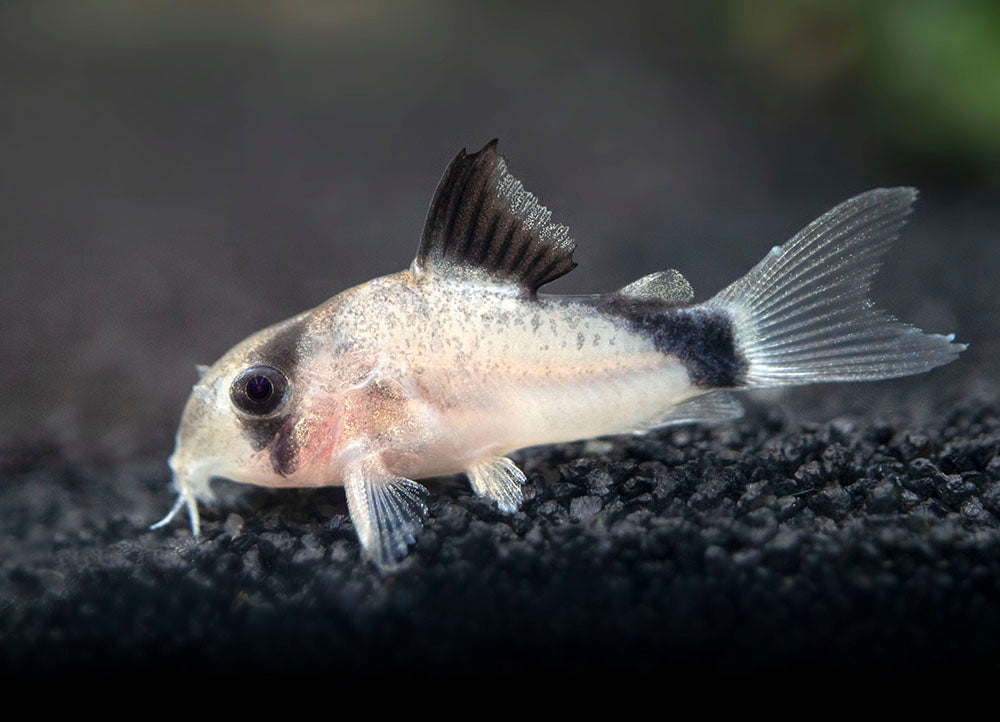 Bandit Cory Catfish (Corydoras metae), TANK-BRED!!!