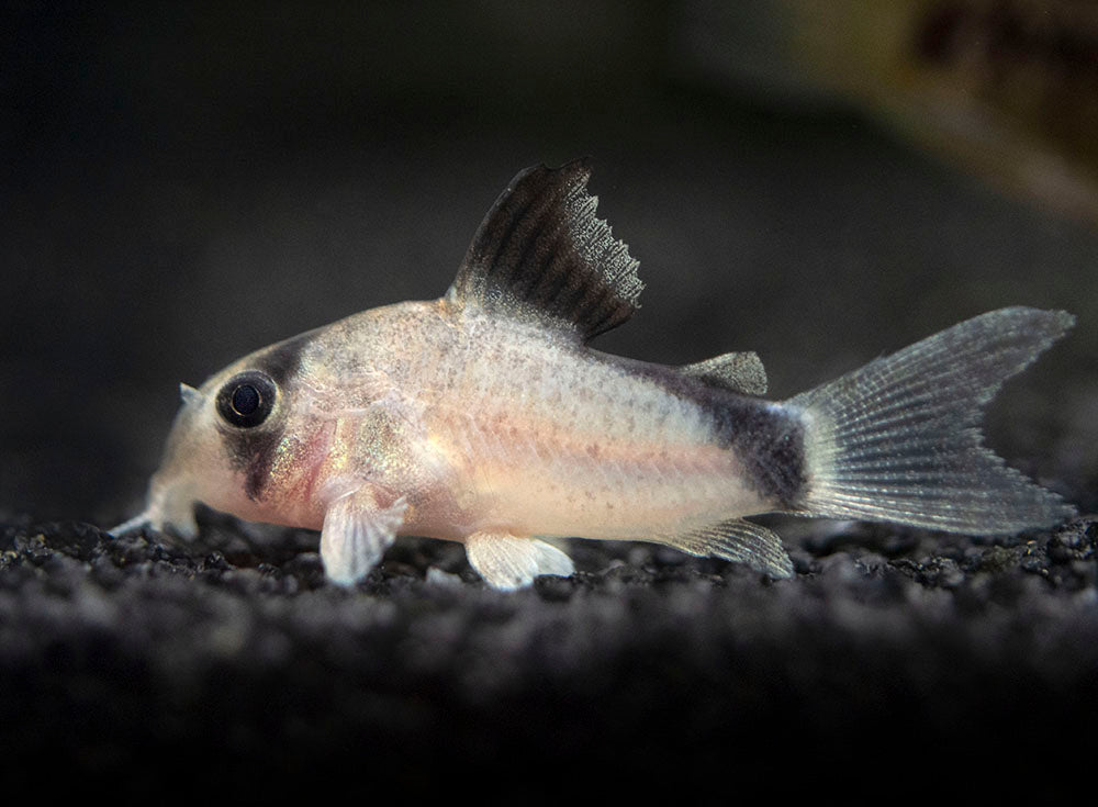 Bandit Cory Catfish (Corydoras metae), TANK-BRED!!!