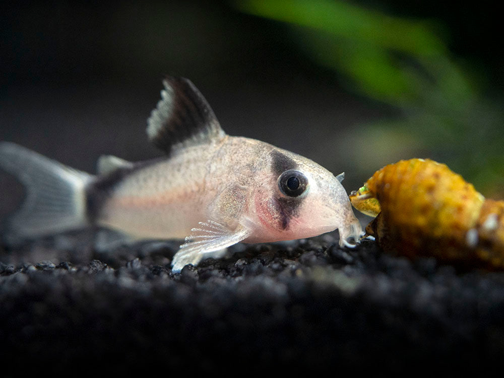 Bandit Cory Catfish (Corydoras metae), TANK-BRED!!!