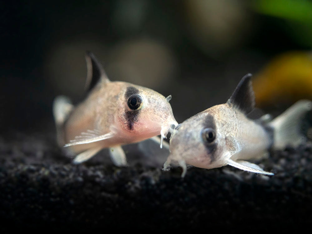 Bandit Cory Catfish (Corydoras metae), TANK-BRED!!!
