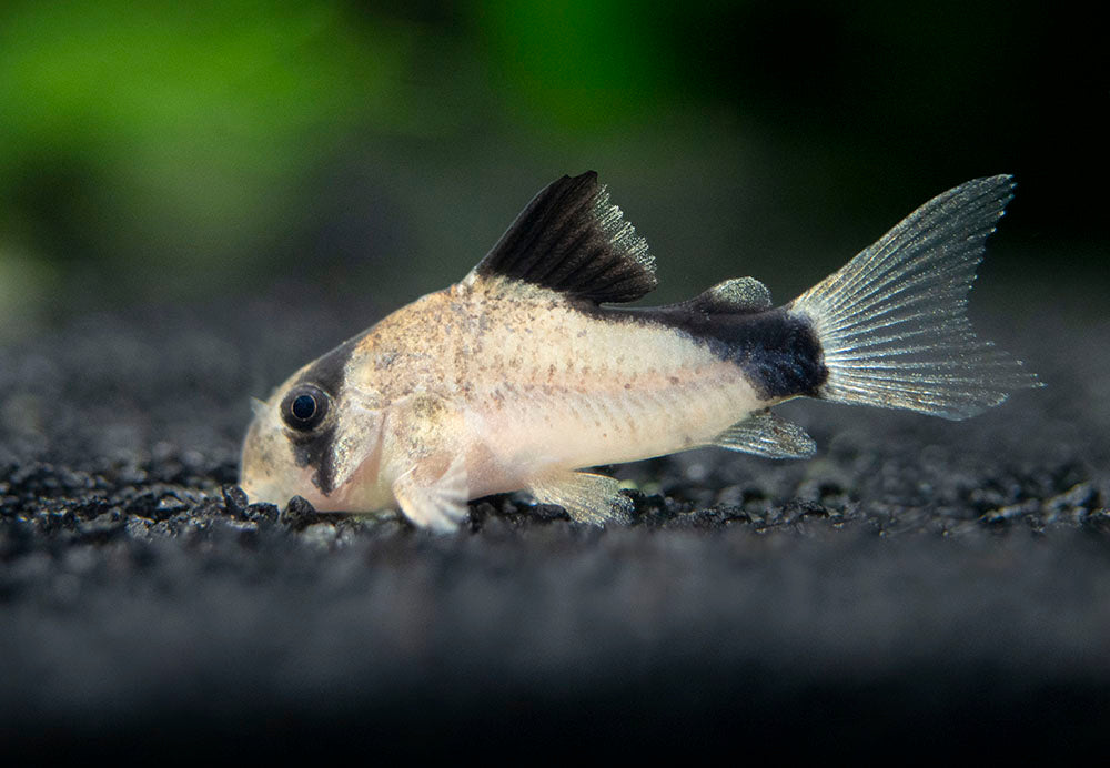 Bandit Cory Catfish (Corydoras metae), TANK-BRED!!!