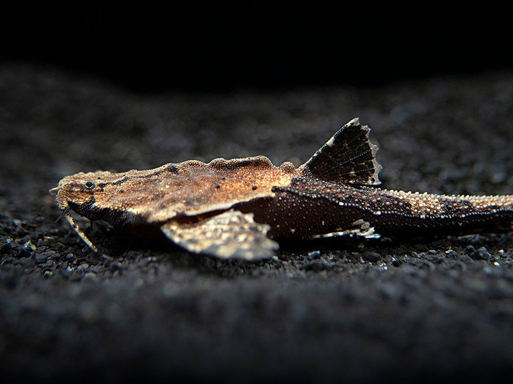 Banjo Catfish (Bunocephalus coracoideus)