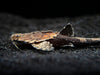 Banjo Catfish (Bunocephalus coracoideus)