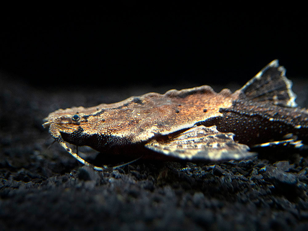 Banjo Catfish (Bunocephalus coracoideus)