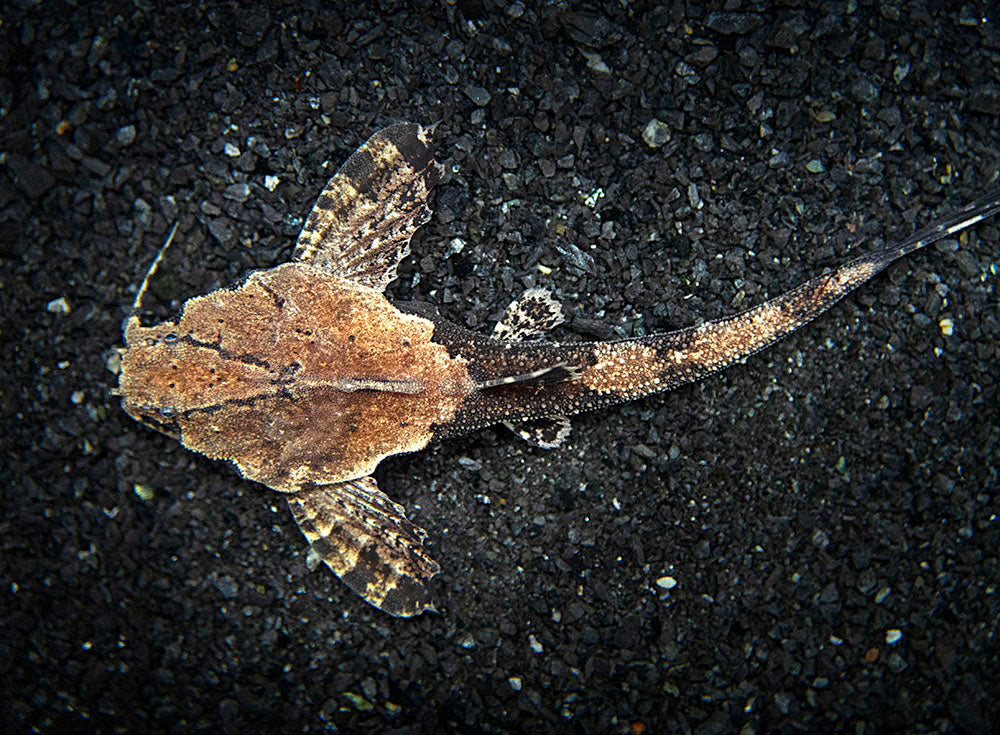 Banjo Catfish (Bunocephalus coracoideus)