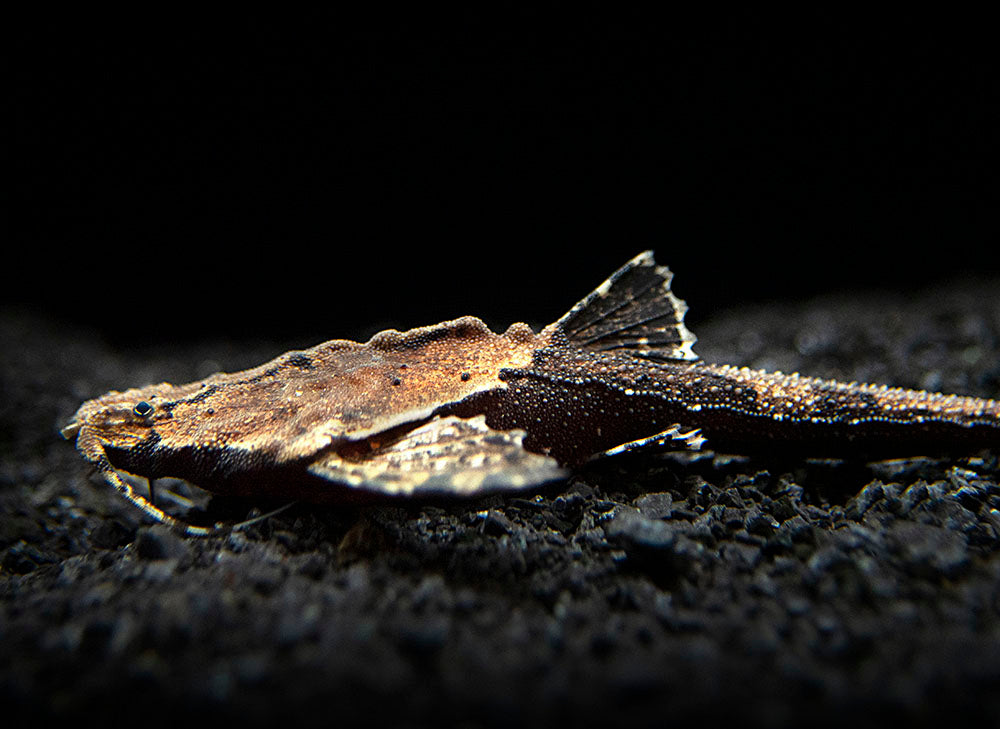 Banjo Catfish (Bunocephalus coracoideus)