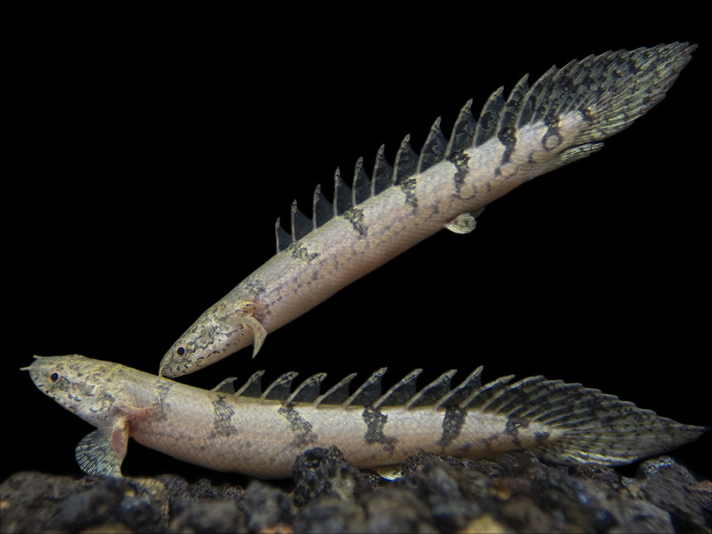 Barred AKA Armored Bichir (Polypterus delhezi) - Tank-Bred!